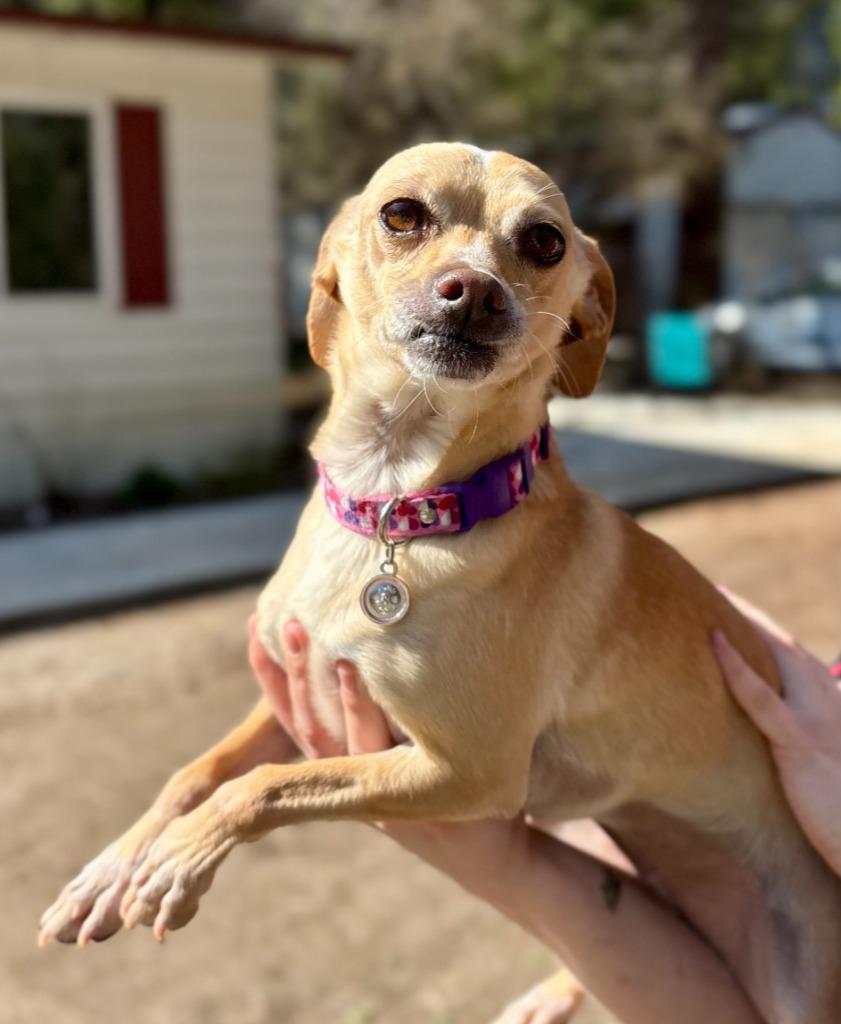 Ava, Adoptable, Adult Female Chihuahua & Smooth Fox Terrier.