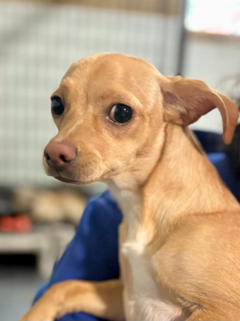 Ava, Adoptable, Adult Female Chihuahua.