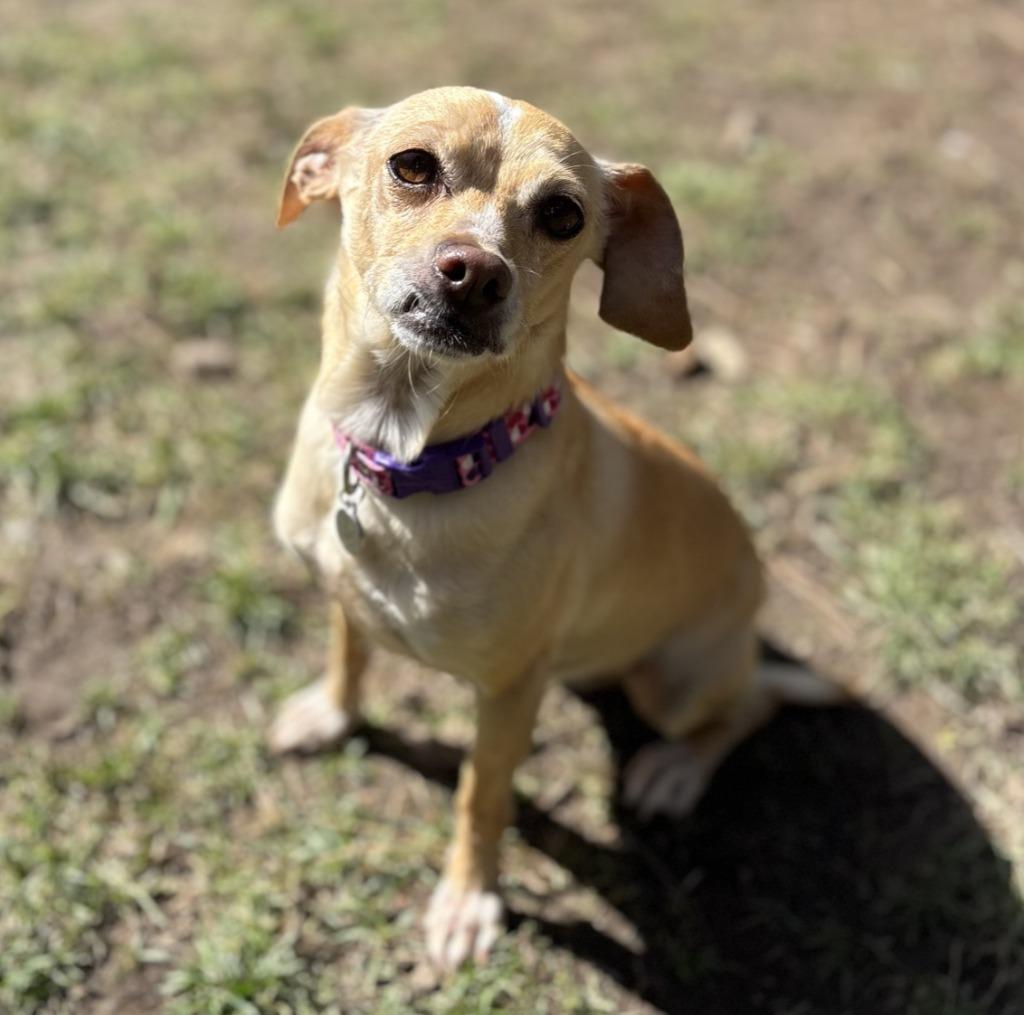 Enlarge Ava, a Adoptable mixed breed in Thompson Falls, MT image 2/3
