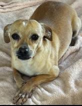 Enlarge Ava, a Adoptable mixed breed in Thompson Falls, MT image 3/3