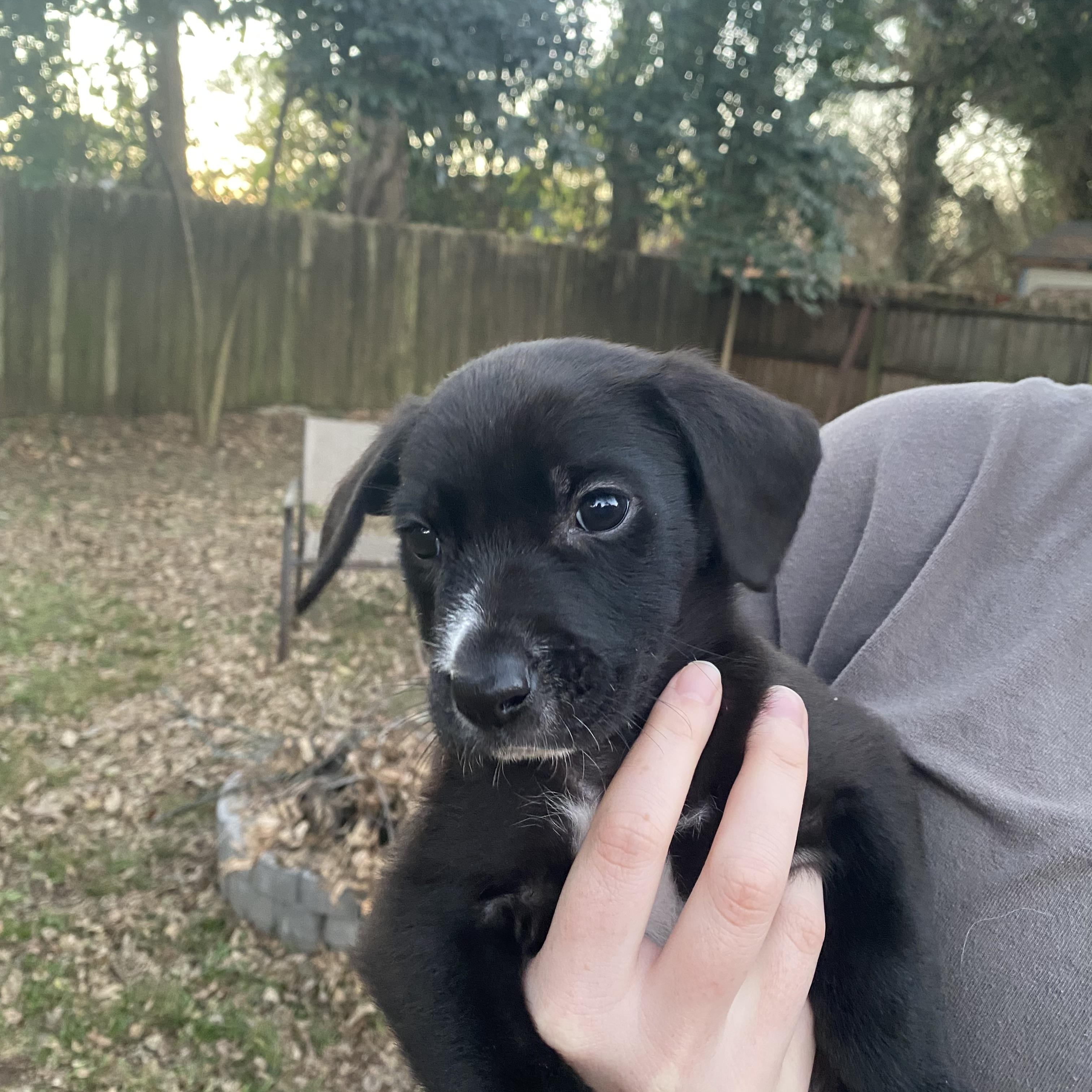 Enlarge Mario, a Adoptable Mixed Breed in Charlotte, NC image 2/4