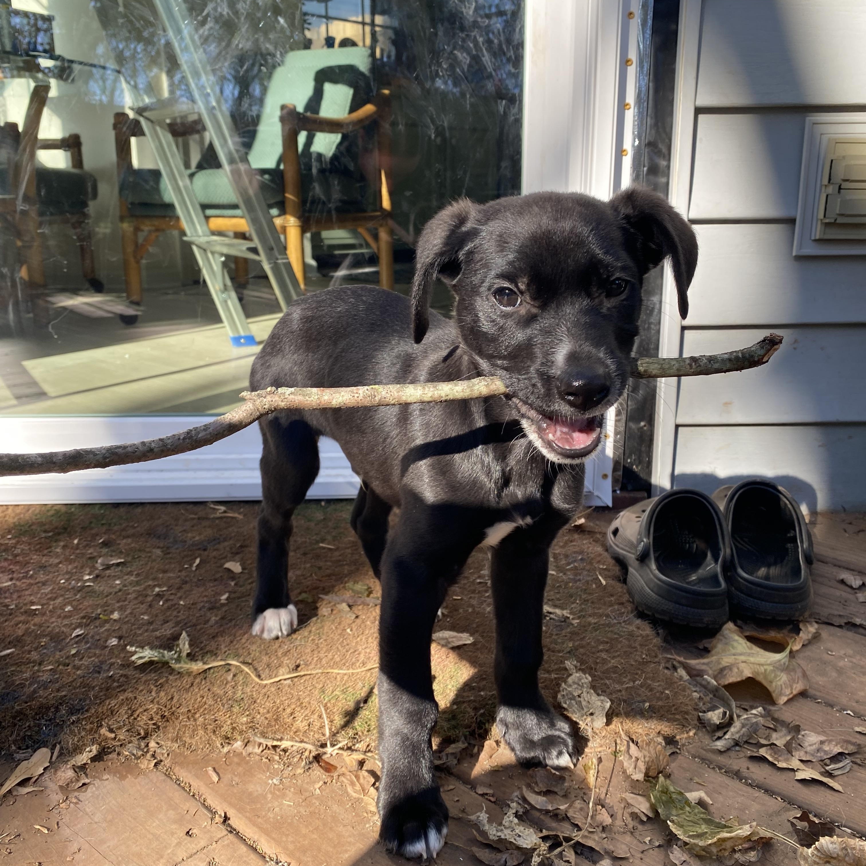 Mario, Adoptable, Puppy Male Mixed Breed.