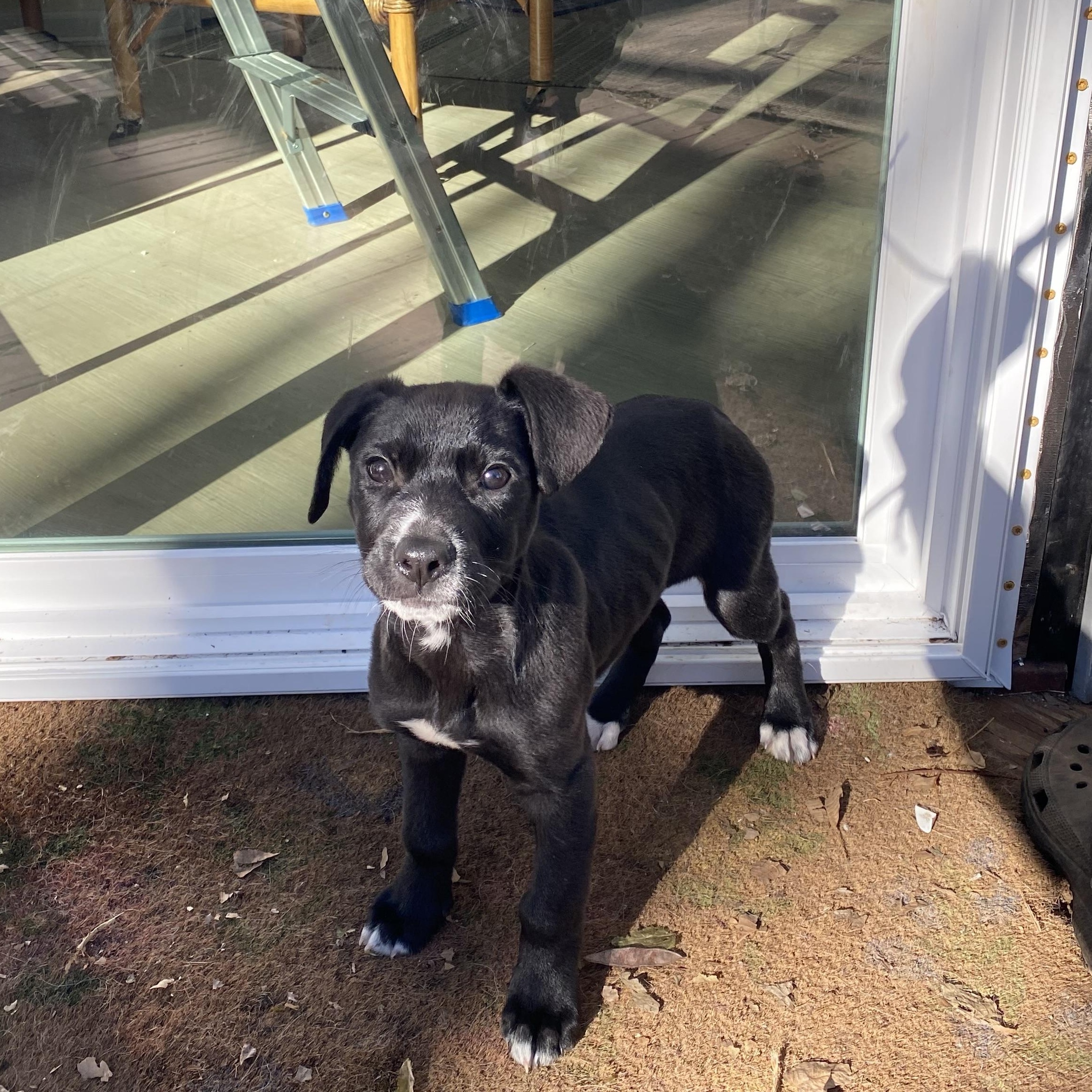 Enlarge Mario, a Adoptable Mixed Breed in Charlotte, NC image 2/4