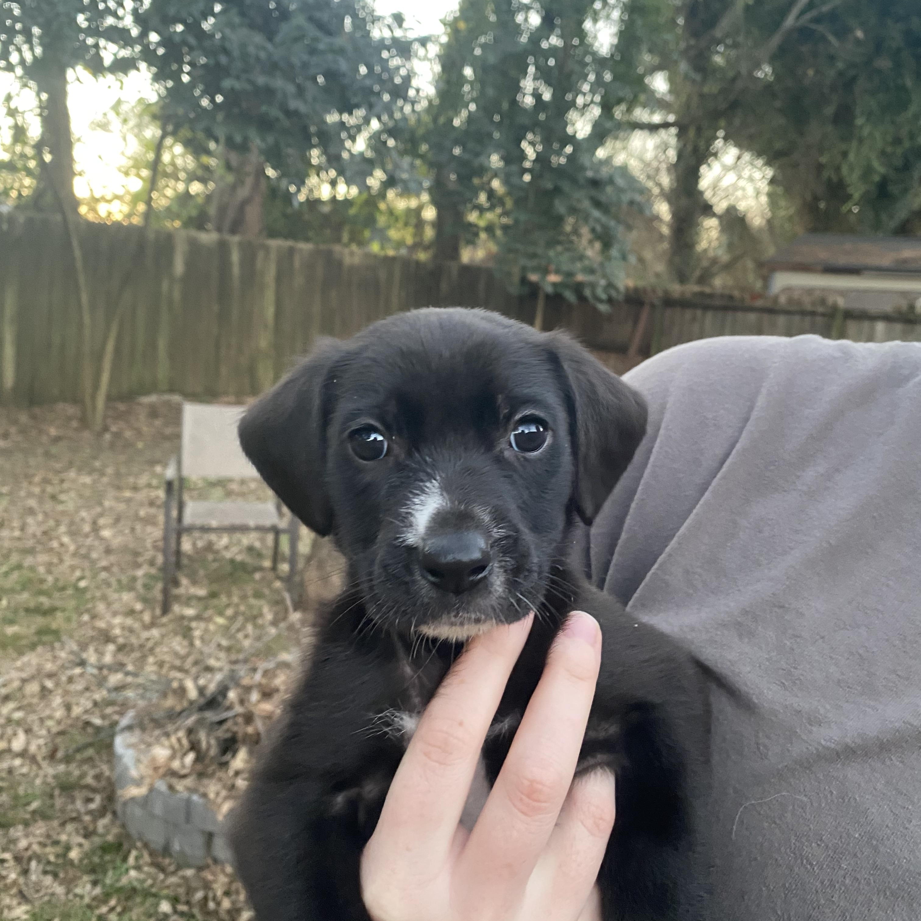 Enlarge Mario, a Adoptable Mixed Breed in Charlotte, NC image 3/4