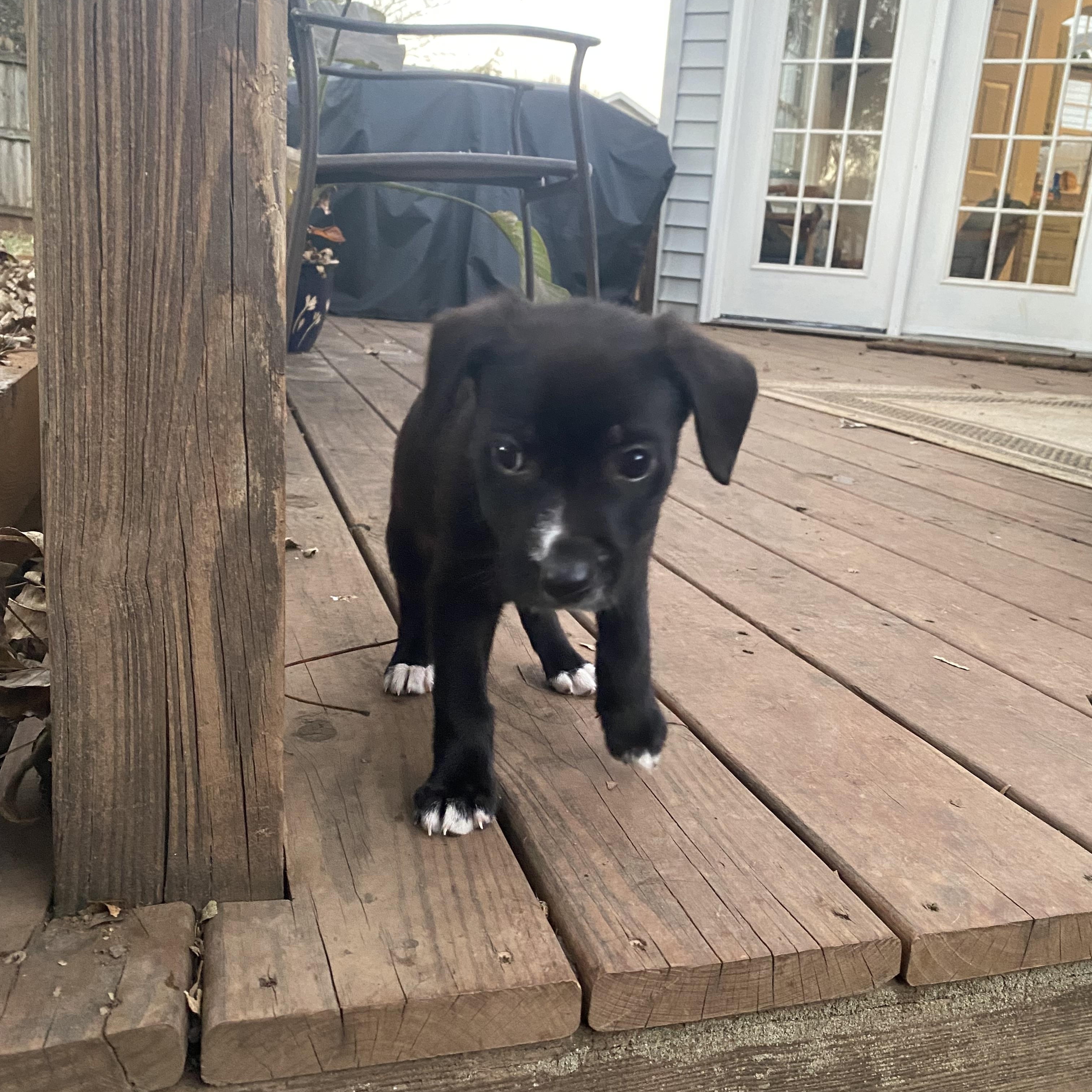 Enlarge Mario, a Adoptable Mixed Breed in Charlotte, NC image 4/4
