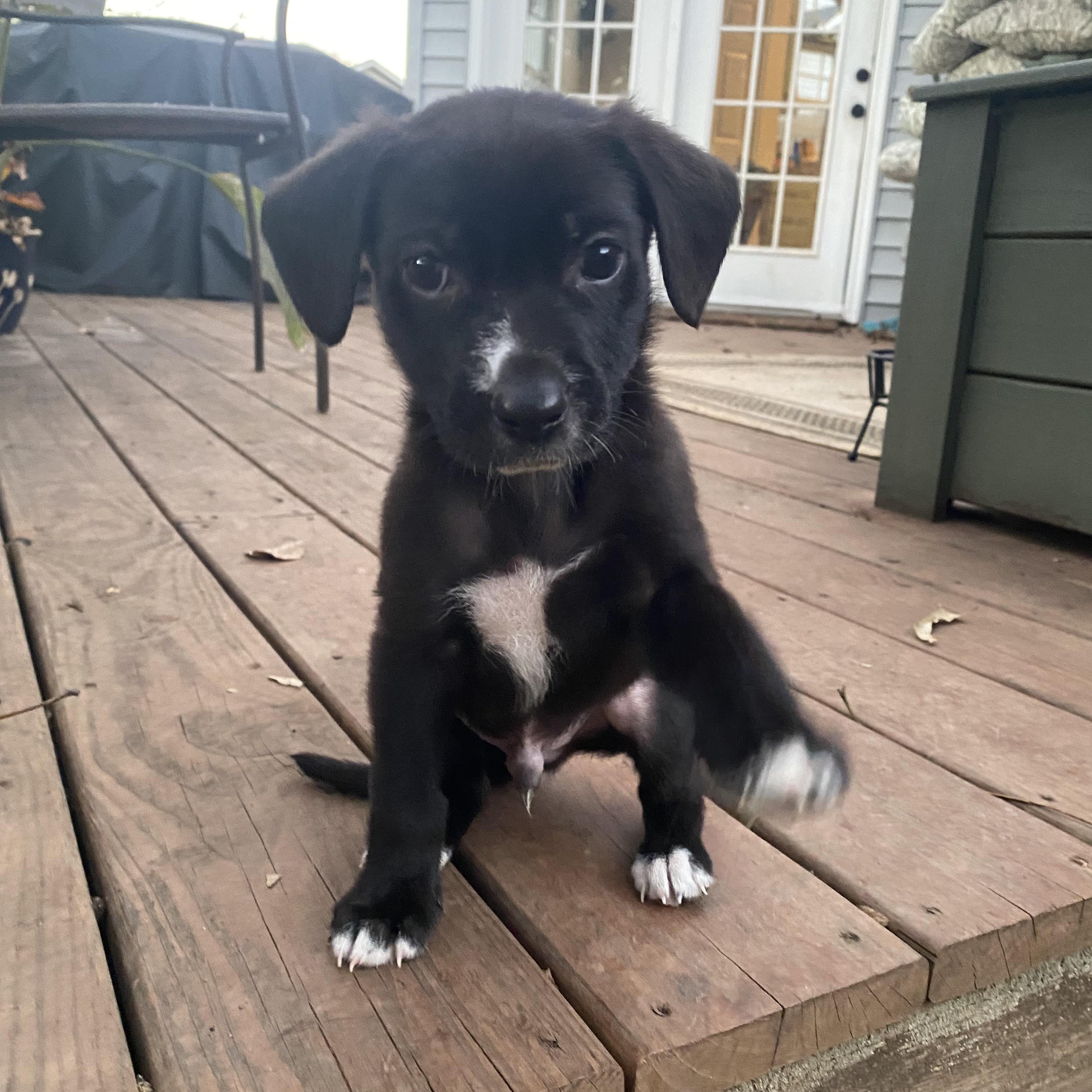Enlarge Mario, a Adoptable Mixed Breed in Charlotte, NC image 1/4