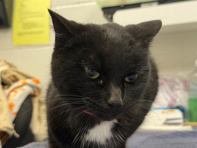 Enlarge ELOISE, a Adoptable Domestic Short Hair in Peoria, IL image 1/1