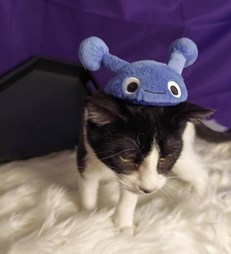 Debra, Adoptable, Kitten Female Domestic Short Hair.