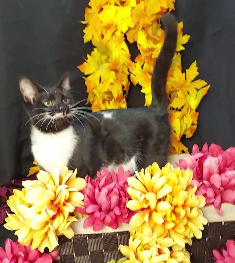 Debra, a Adoptable mixed breed in Salt Lake City, UT image 2/6