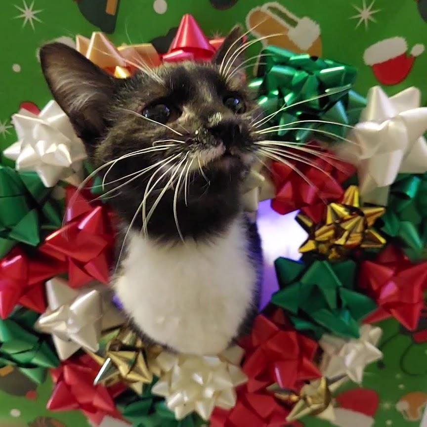 Enlarge Debra, an adopted mixed breed in Salt Lake City, UT image 5/6