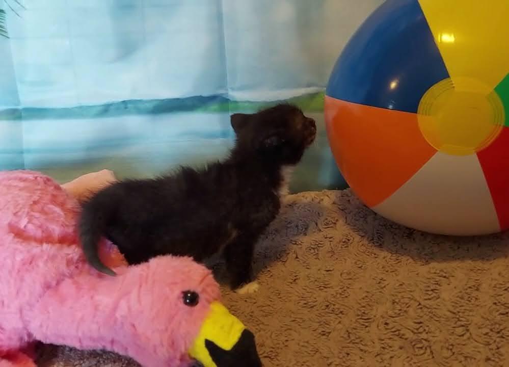 Debra, a Adoptable mixed breed in Salt Lake City, UT image 3/6