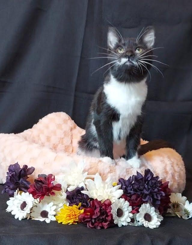 Debra, Adoptable, Kitten Female Domestic Short Hair.