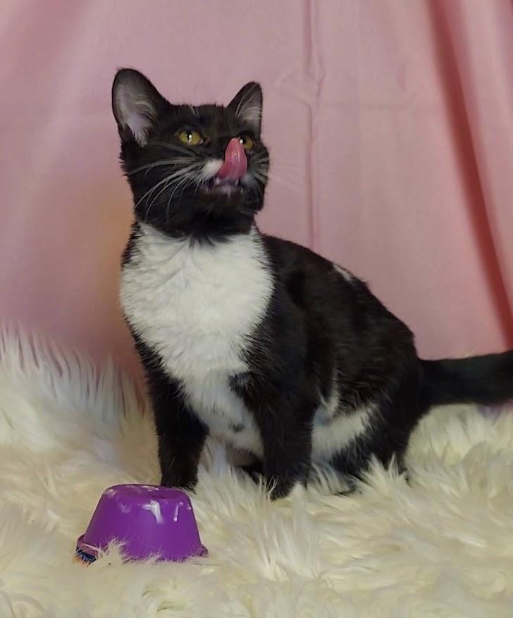 Debra, a Adoptable mixed breed in Salt Lake City, UT image 5/6