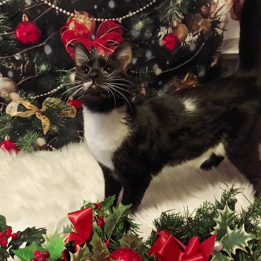 Enlarge Debra, an adopted mixed breed in Salt Lake City, UT image 6/6