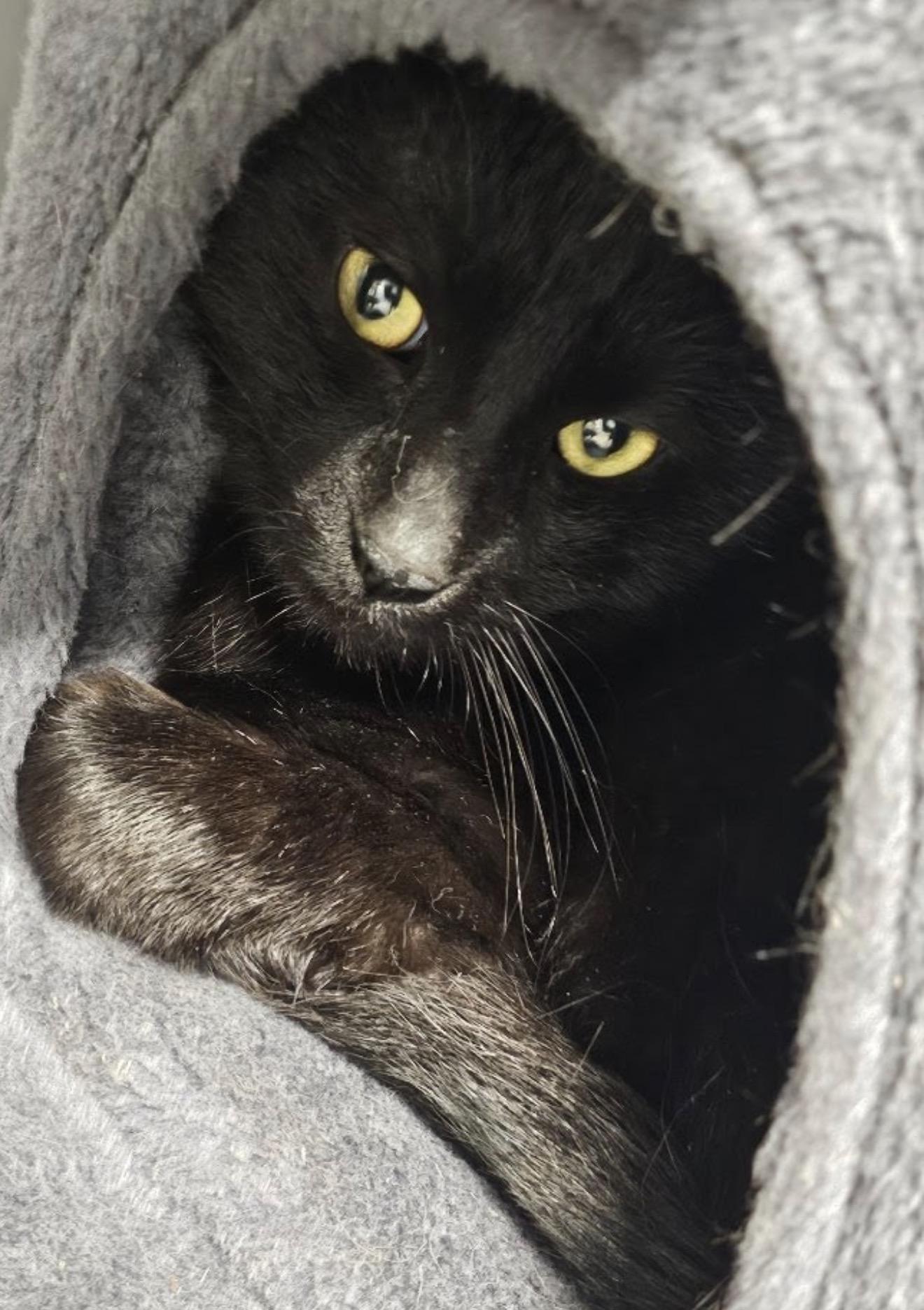 Ted, Adoptable, Adult Male Domestic Short Hair.