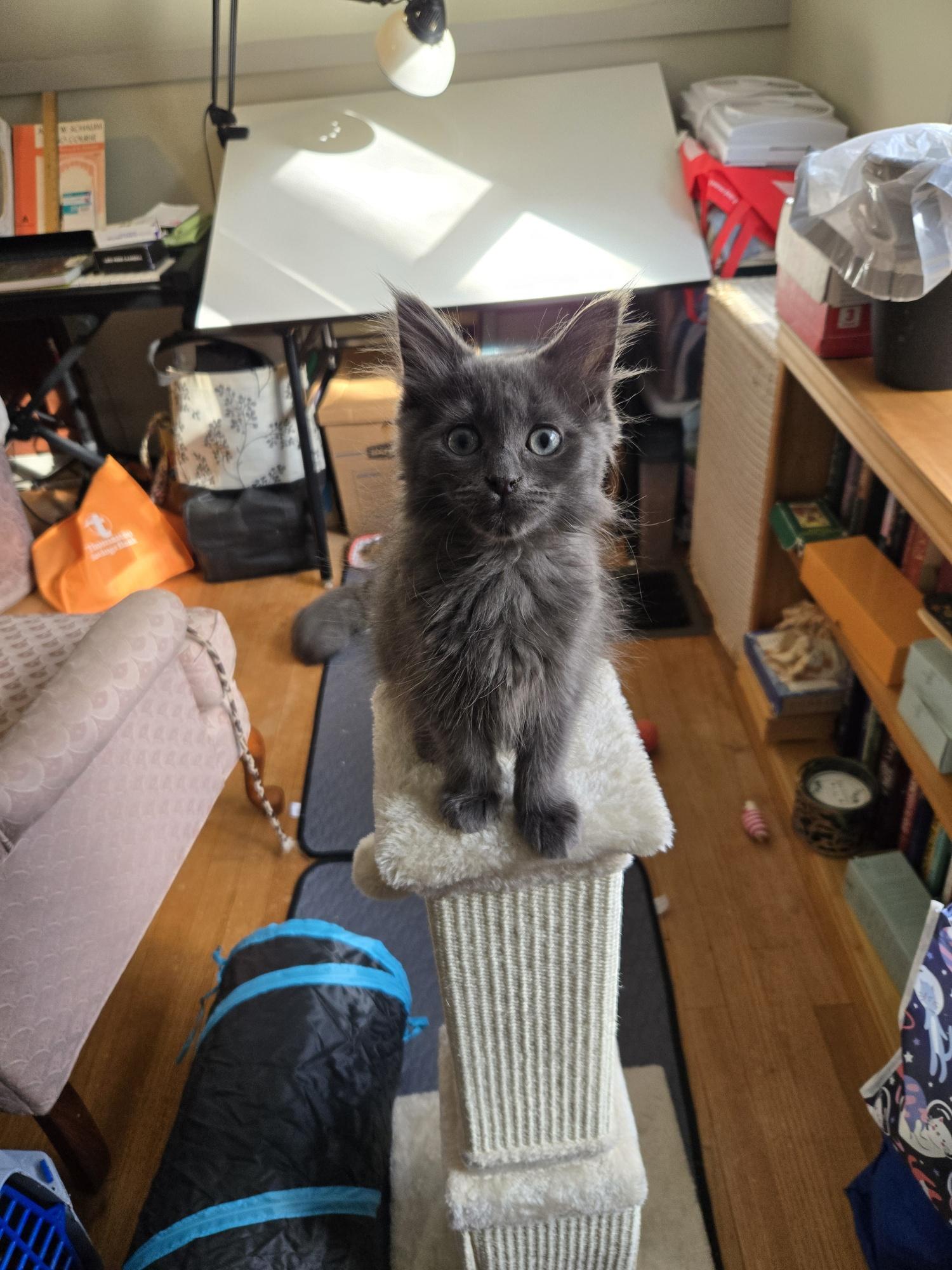 Theo, Adopted, Young Male Domestic Short Hair.