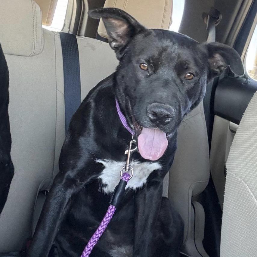 Enlarge Mama, a Adoptable Pit Bull Terrier in Midland, TX image 3/3