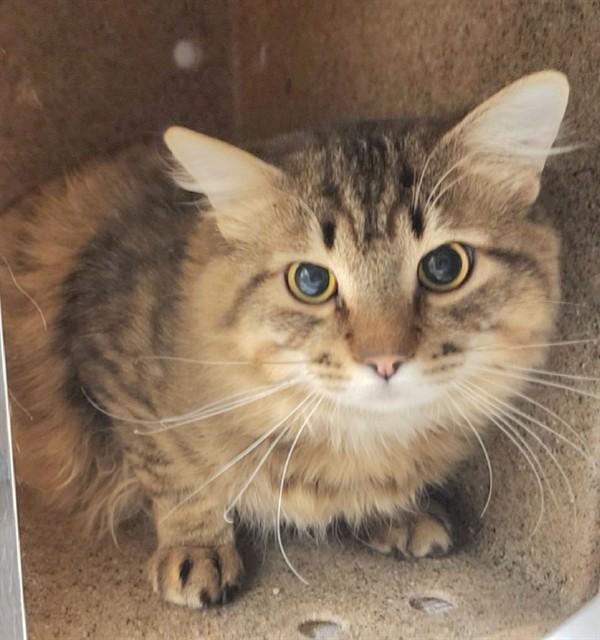 Enlarge PATRICK, a Adoptable mixed breed in Anchorage, AK image 1/1