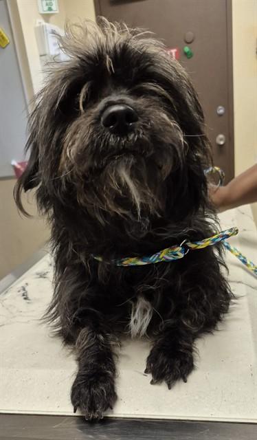 WATSON, Adoptable, Young Male Scottish Terrier & Mixed Breed.