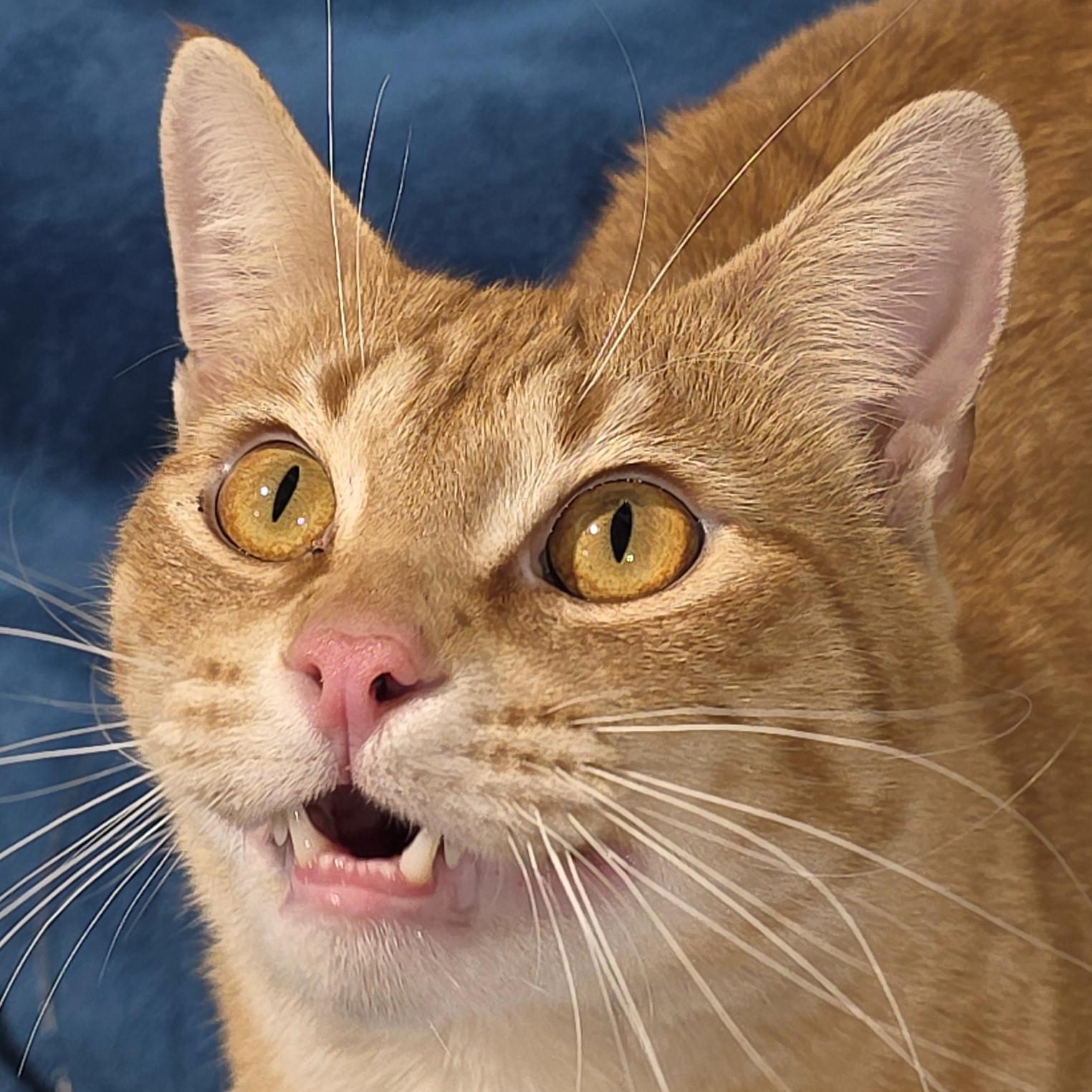 LEO, Adoptable, Adult Male Domestic Short Hair.