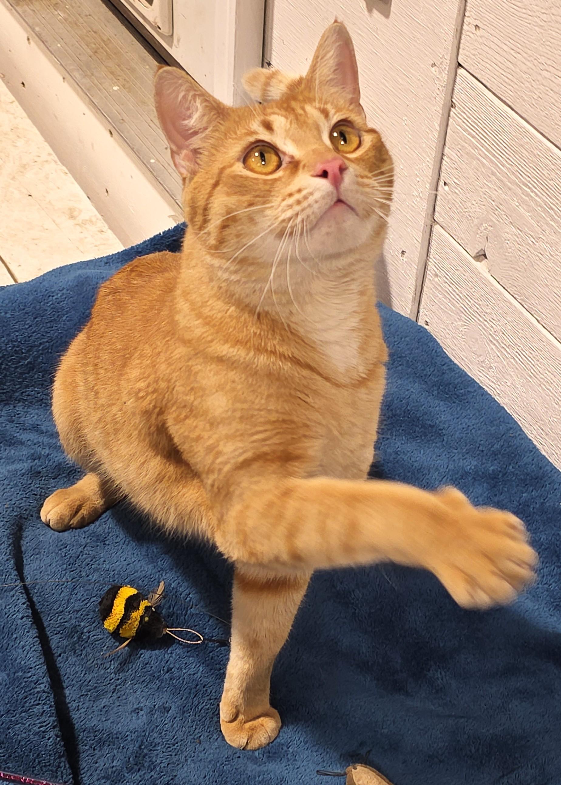 Enlarge LEO, a Adoptable Domestic Short Hair in Saddle River, NJ image 2/4