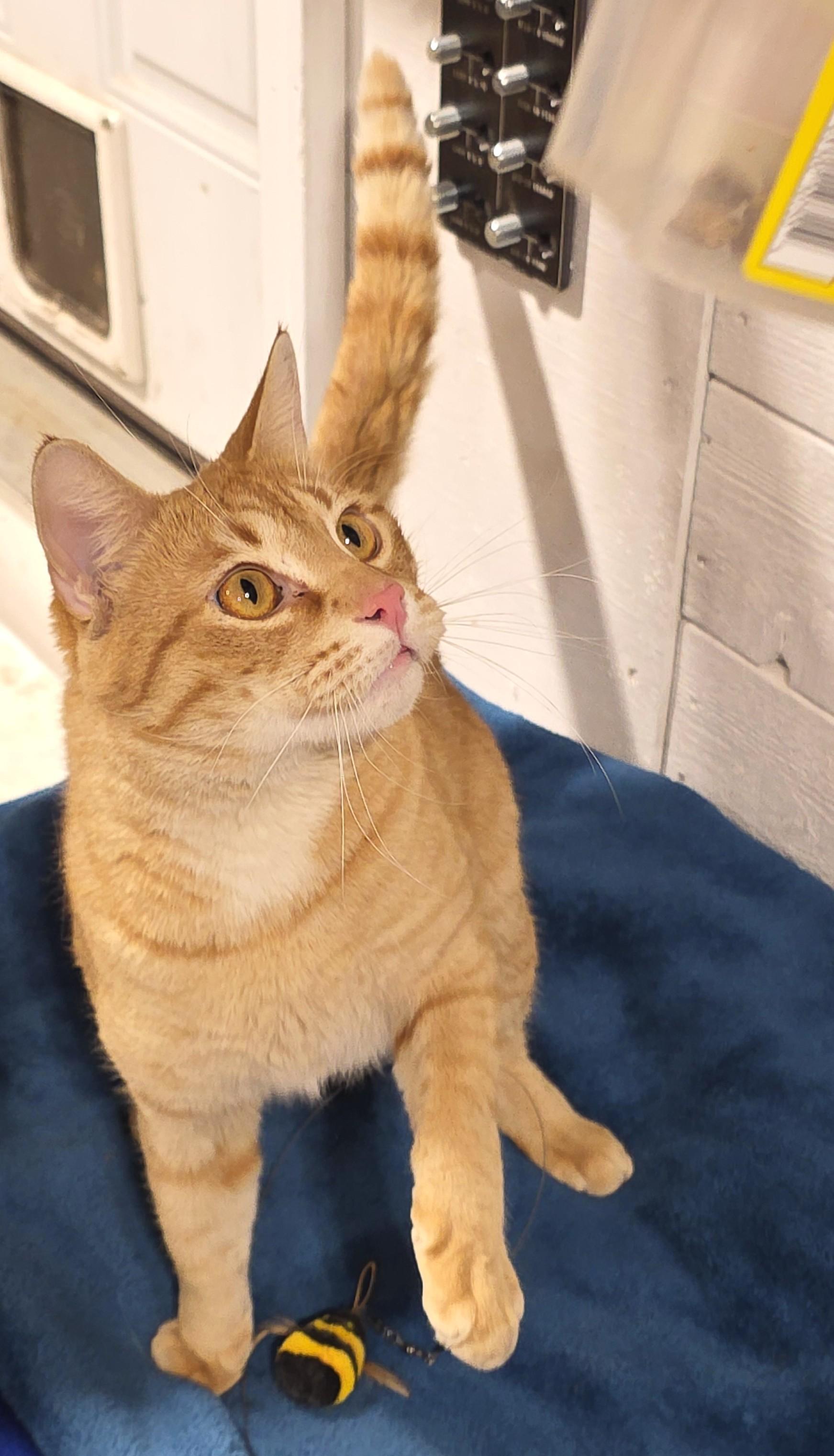 Enlarge LEO, a Adoptable Domestic Short Hair in Saddle River, NJ image 3/4