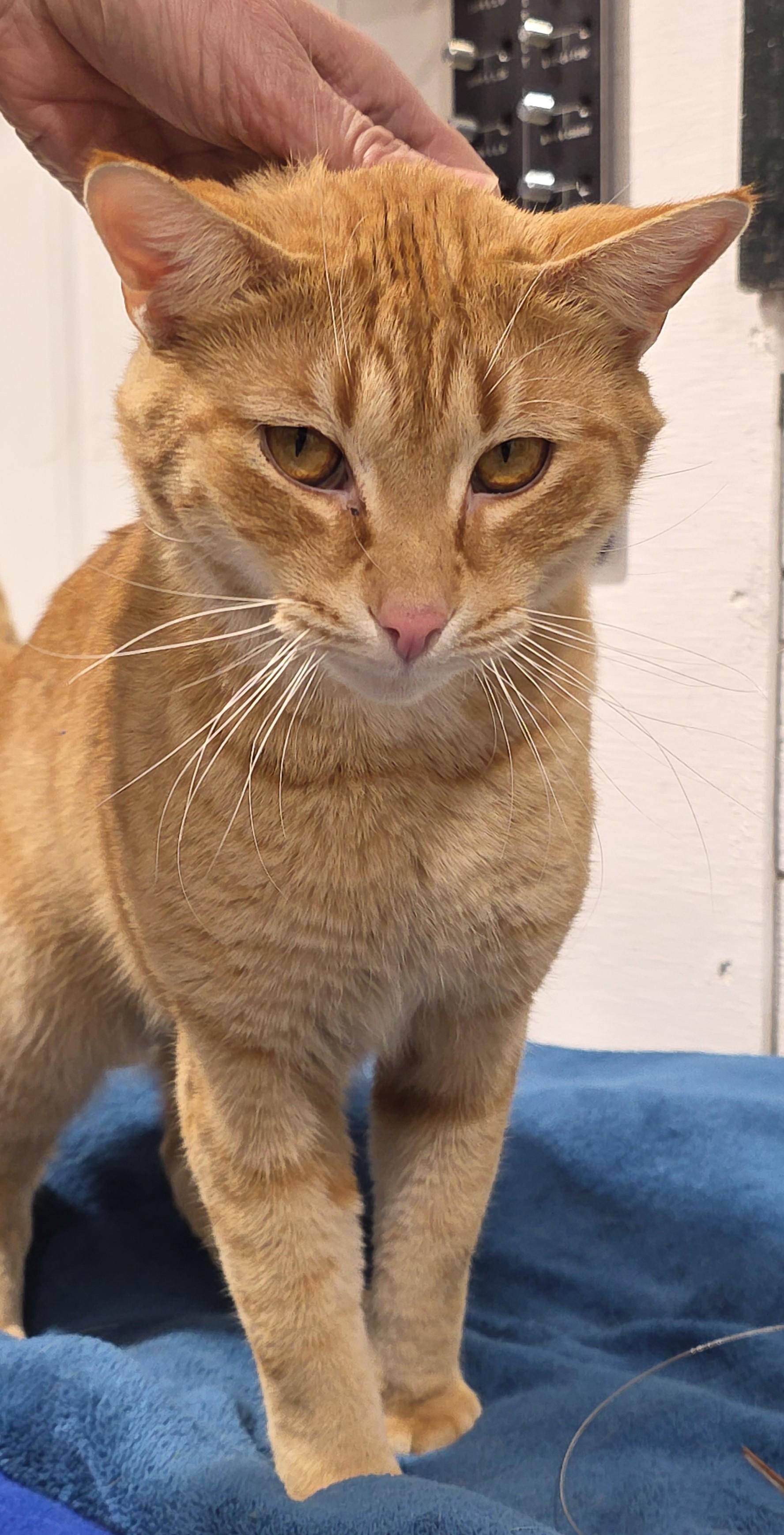 Enlarge LEO, a Adoptable Domestic Short Hair in Saddle River, NJ image 4/4