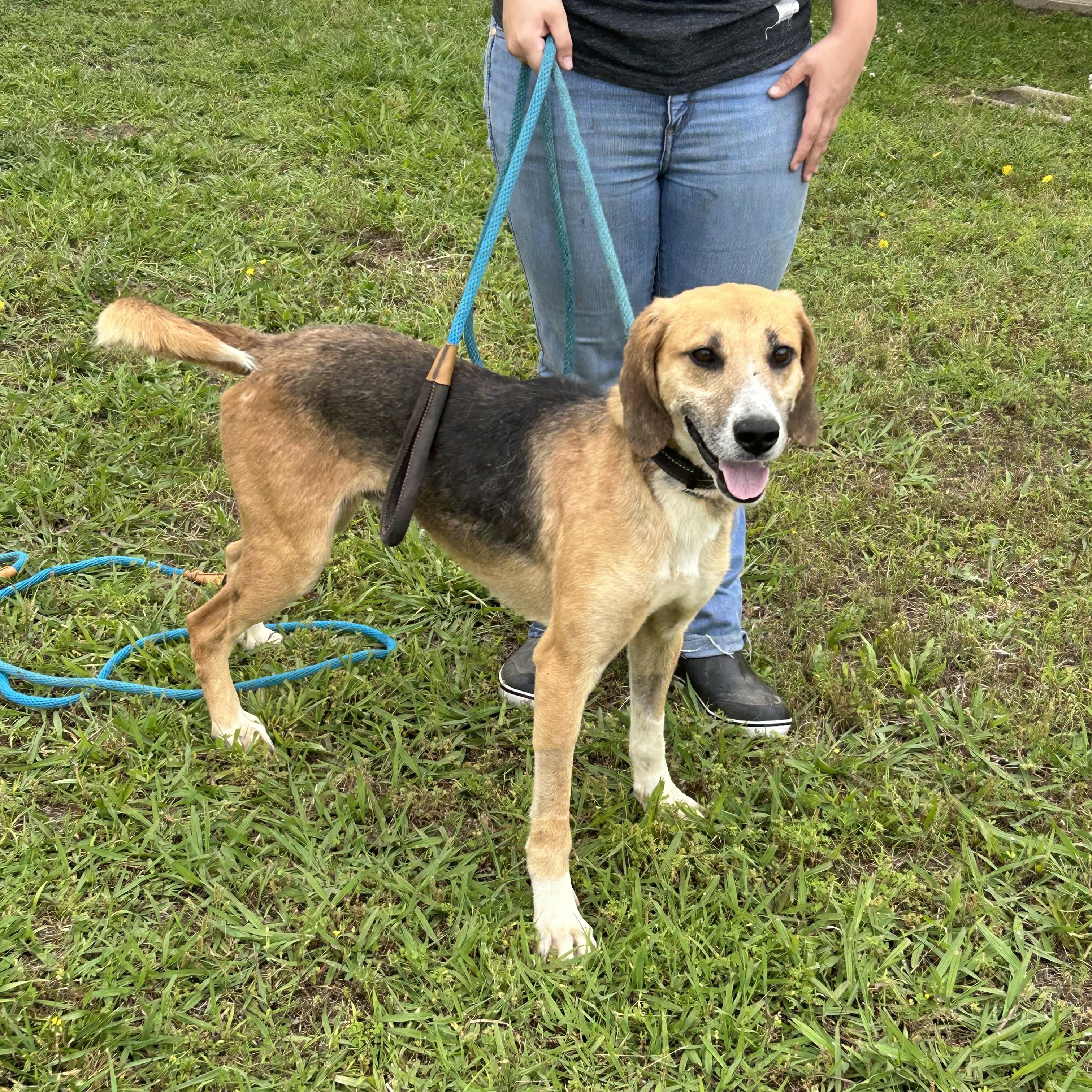 Chance, Adoptable, Adult Male Hound.