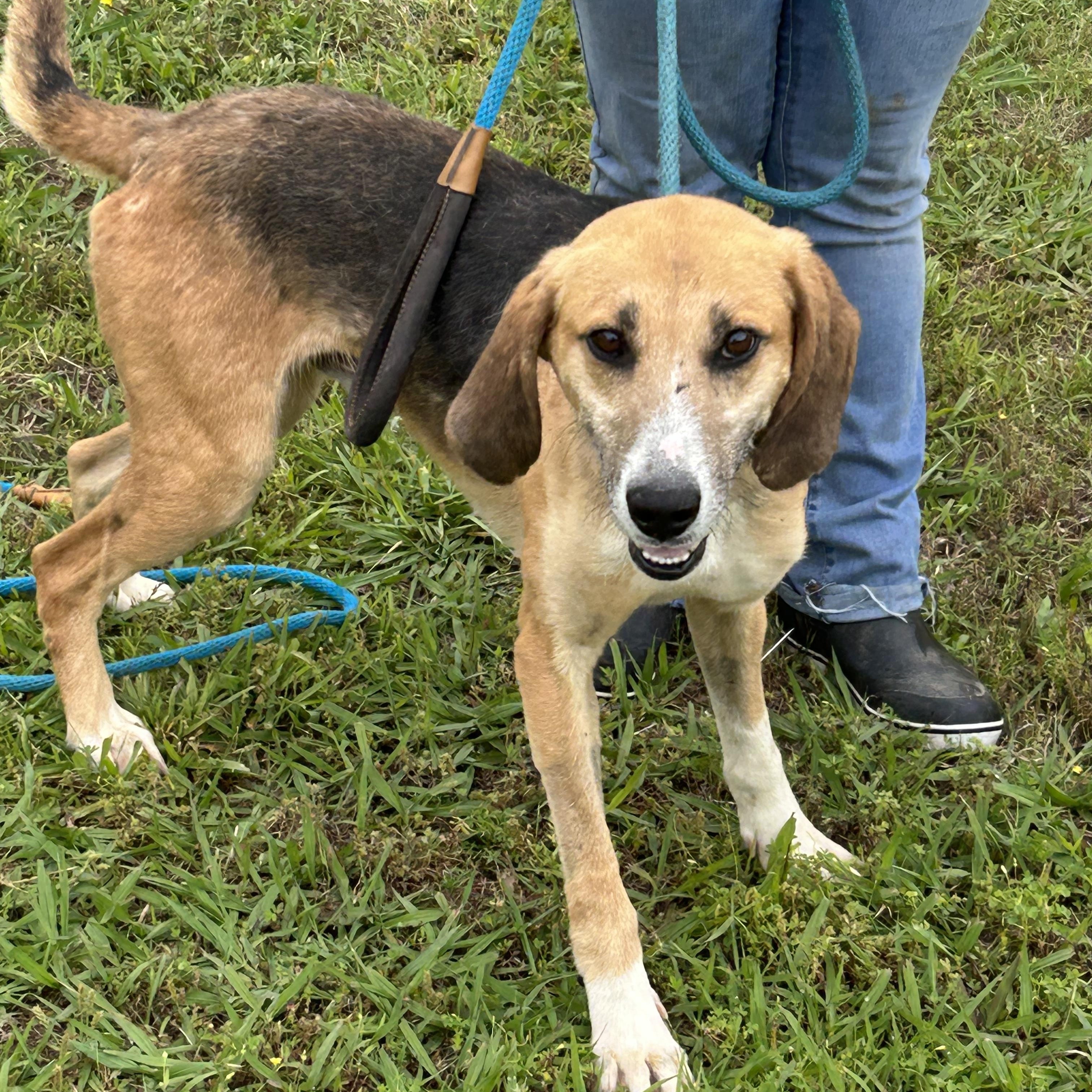 Chance, a Adoptable Hound in Charles City, VA image 2/5
