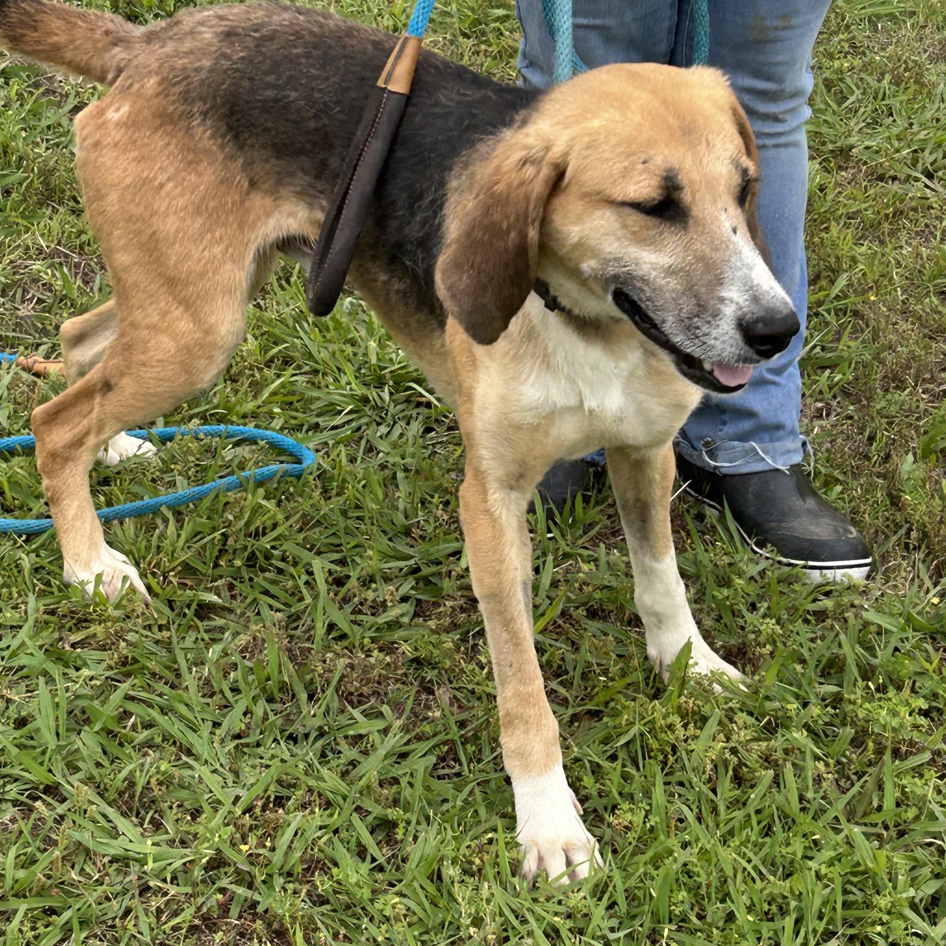 Chance, a Adoptable Hound in Charles City, VA image 3/5