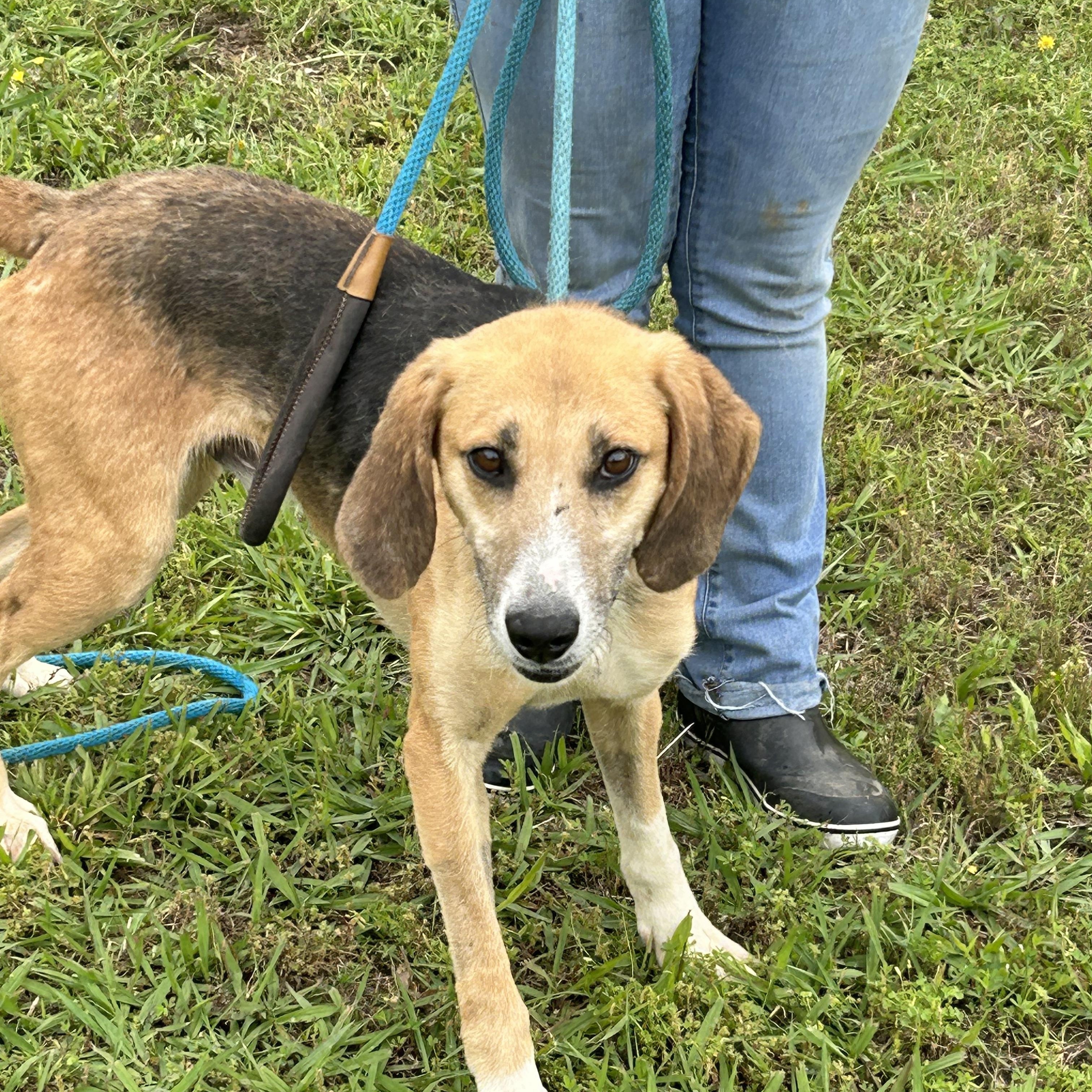 Chance, a Adoptable Hound in Charles City, VA image 4/5