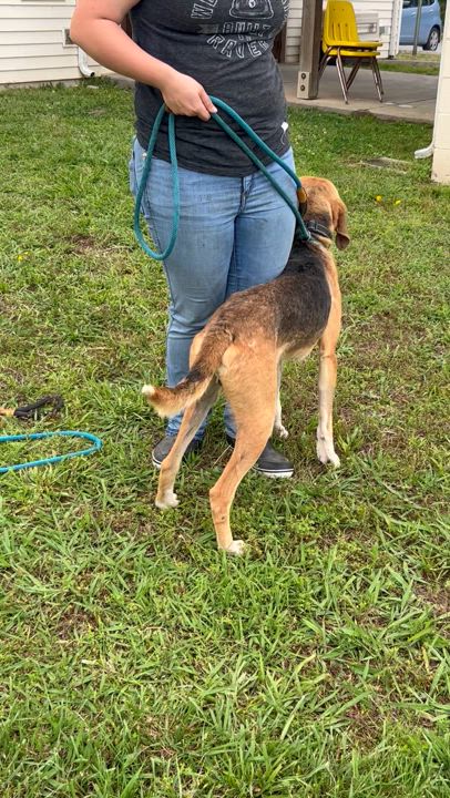 Enlarge Chance, a Adoptable Hound in Charles City, VA video 5/5