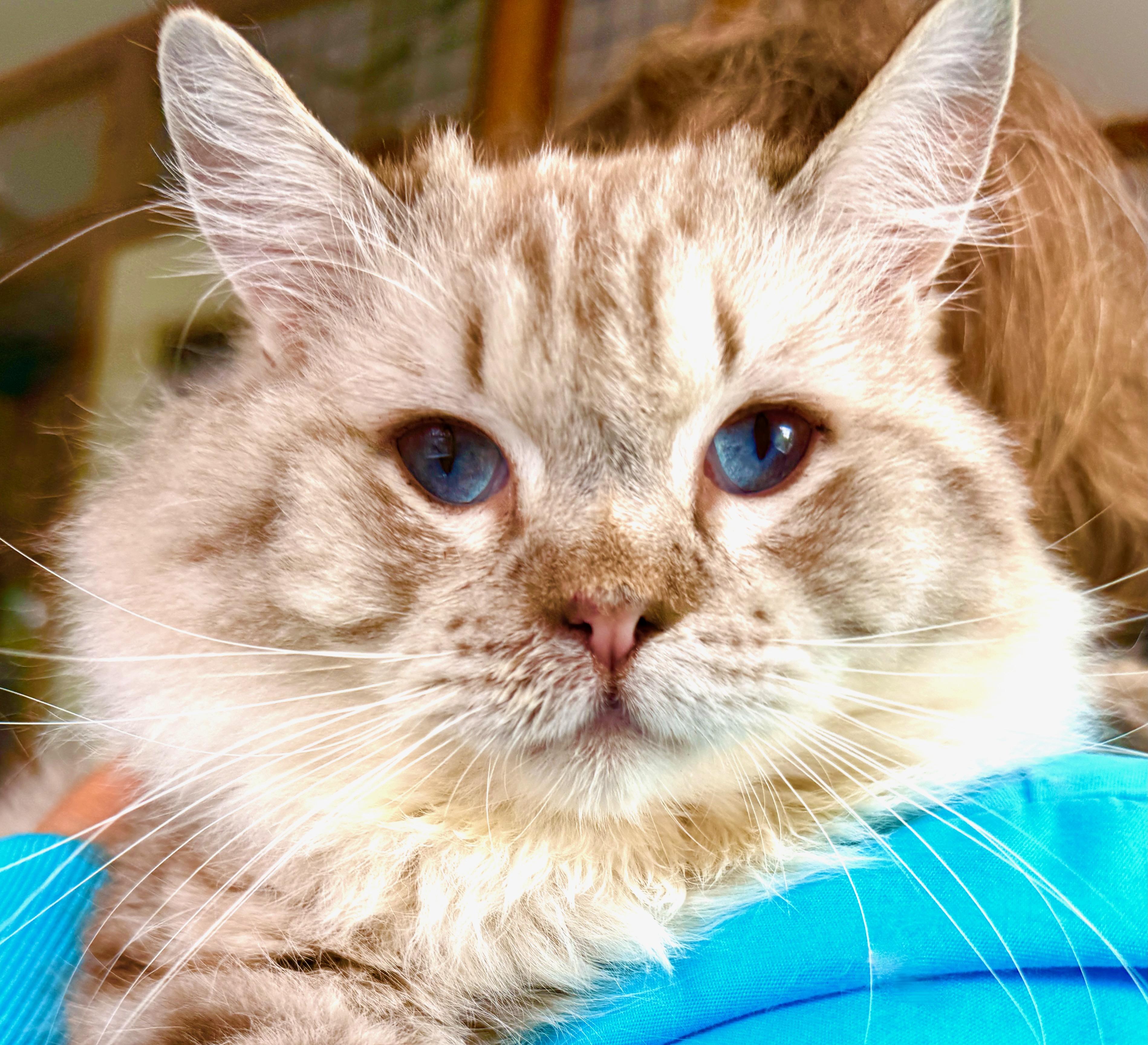 Enlarge Boris (Dmitri), a ADOPTABLE Ragdoll in Davis, CA image 1/3