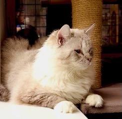 Enlarge Boris (Dmitri), a ADOPTABLE Ragdoll in Davis, CA image 3/3