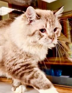 Enlarge Boris (Dmitri), a ADOPTABLE Ragdoll in Davis, CA image 2/3