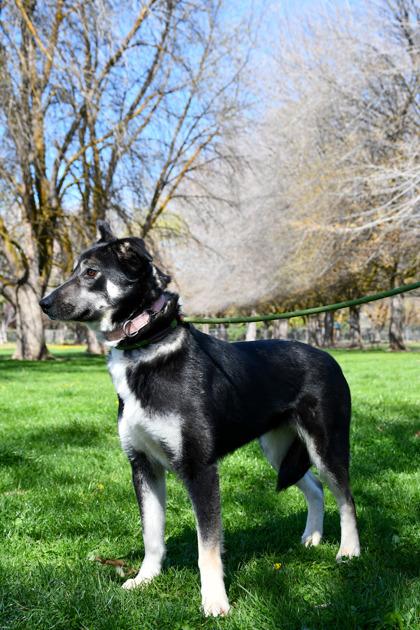 Khloe, Adoptable, Adult Female German Shepherd Dog & Siberian Husky.