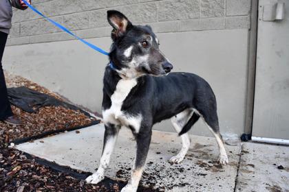 Khloe, a Adoptable mixed breed in Yakima, WA image 1/3