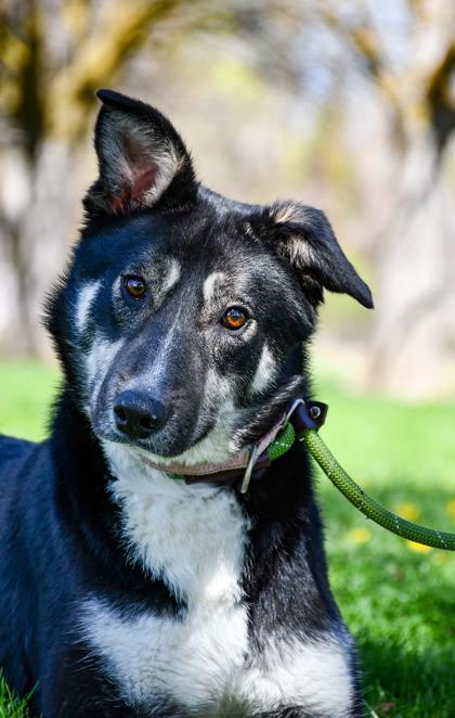 Enlarge Khloe, a Adoptable mixed breed in Yakima, WA image 2/3