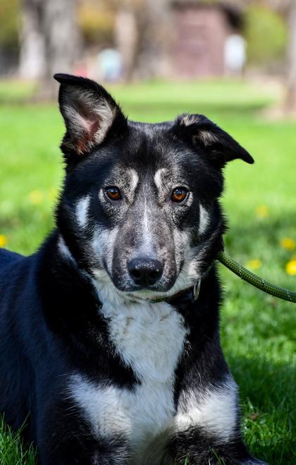 Khloe, Adoptable, Adult Female German Shepherd Dog & Siberian Husky.