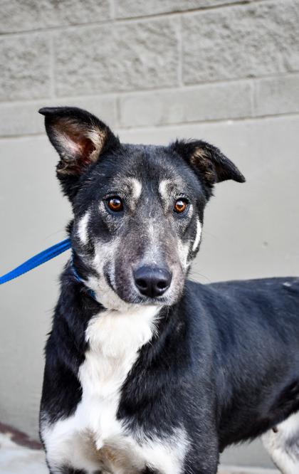 Khloe, a Adoptable mixed breed in Yakima, WA image 2/3