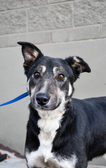 Khloe, a Adoptable mixed breed in Yakima, WA image 3/3