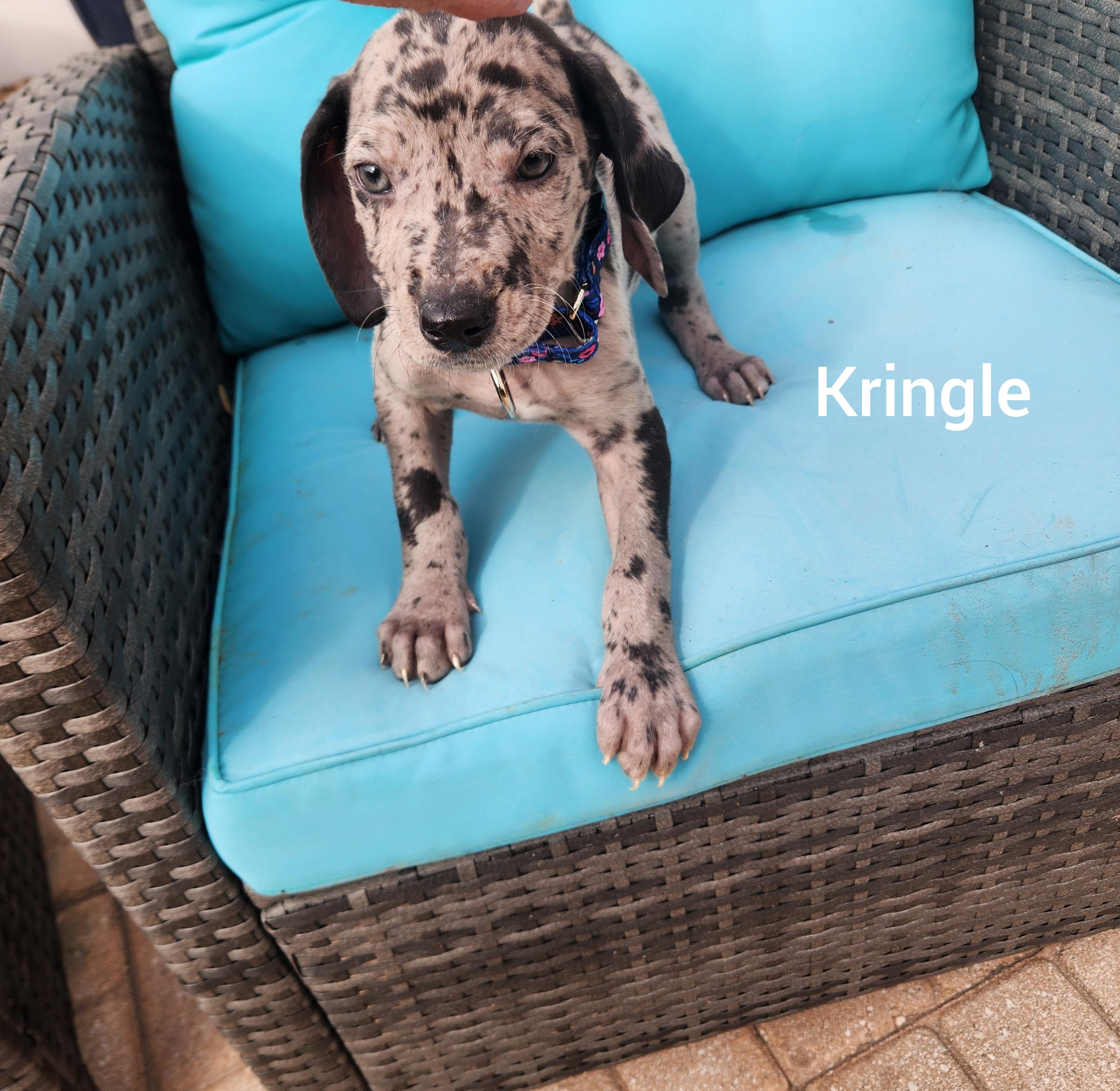 Kringle