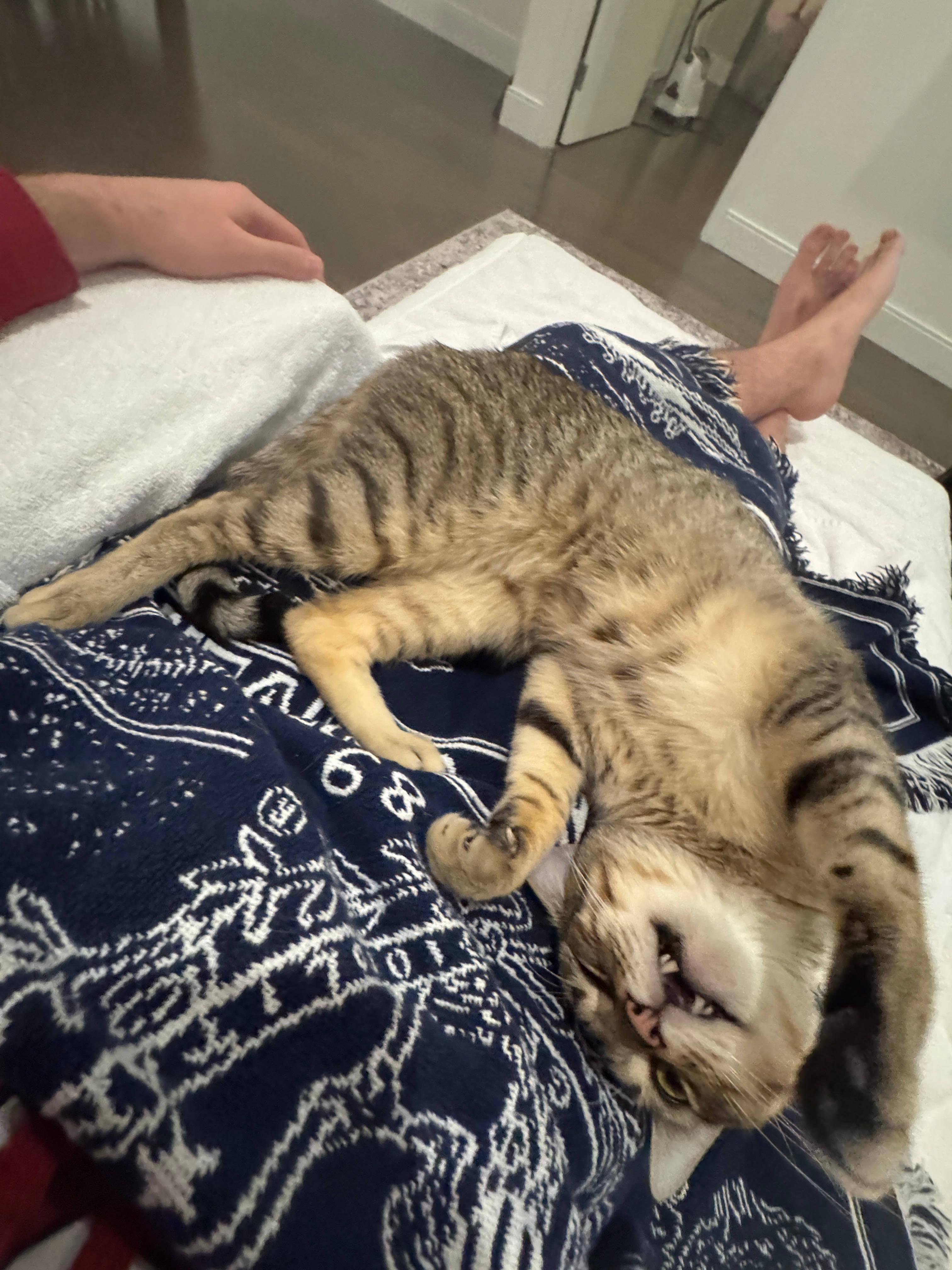 Enlarge Goofy, a ADOPTABLE Domestic Short Hair in Melrose, MA image 2/6