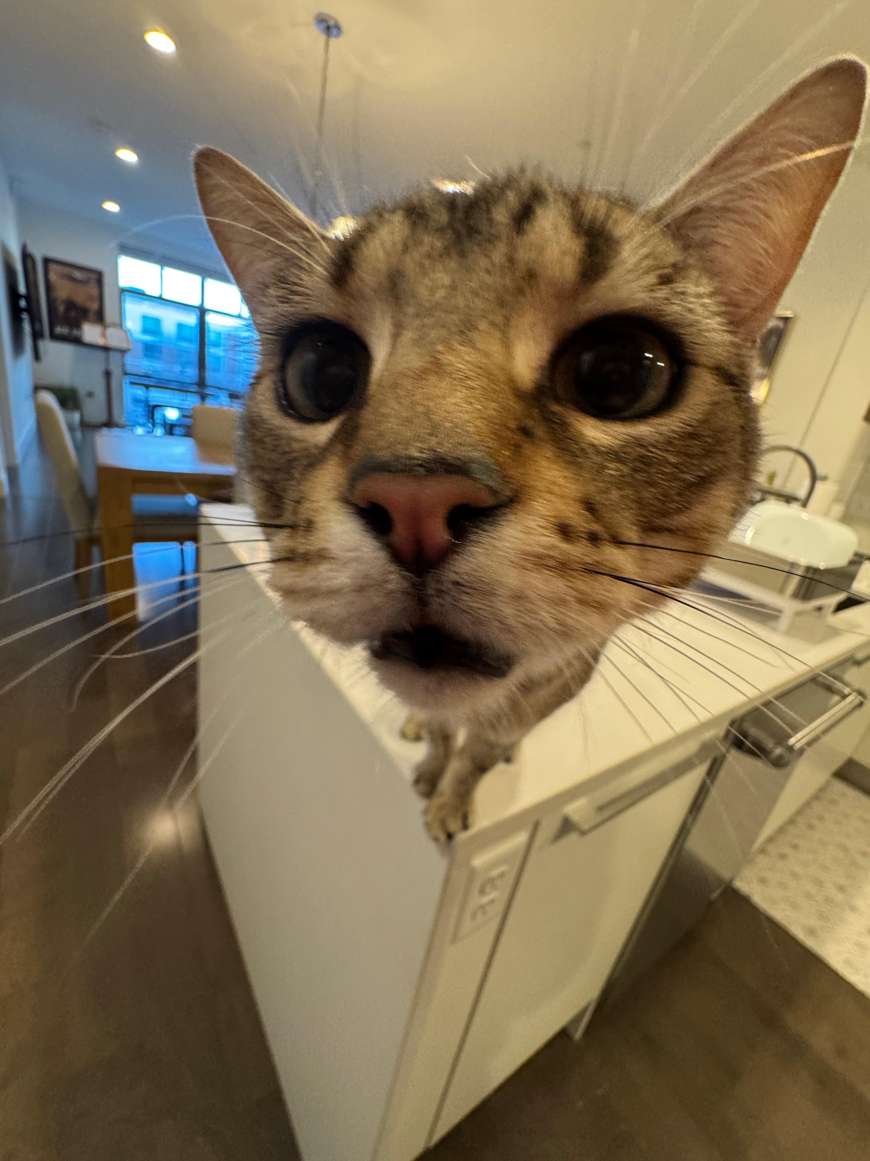 Enlarge Goofy, a ADOPTABLE Domestic Short Hair in Melrose, MA image 3/6