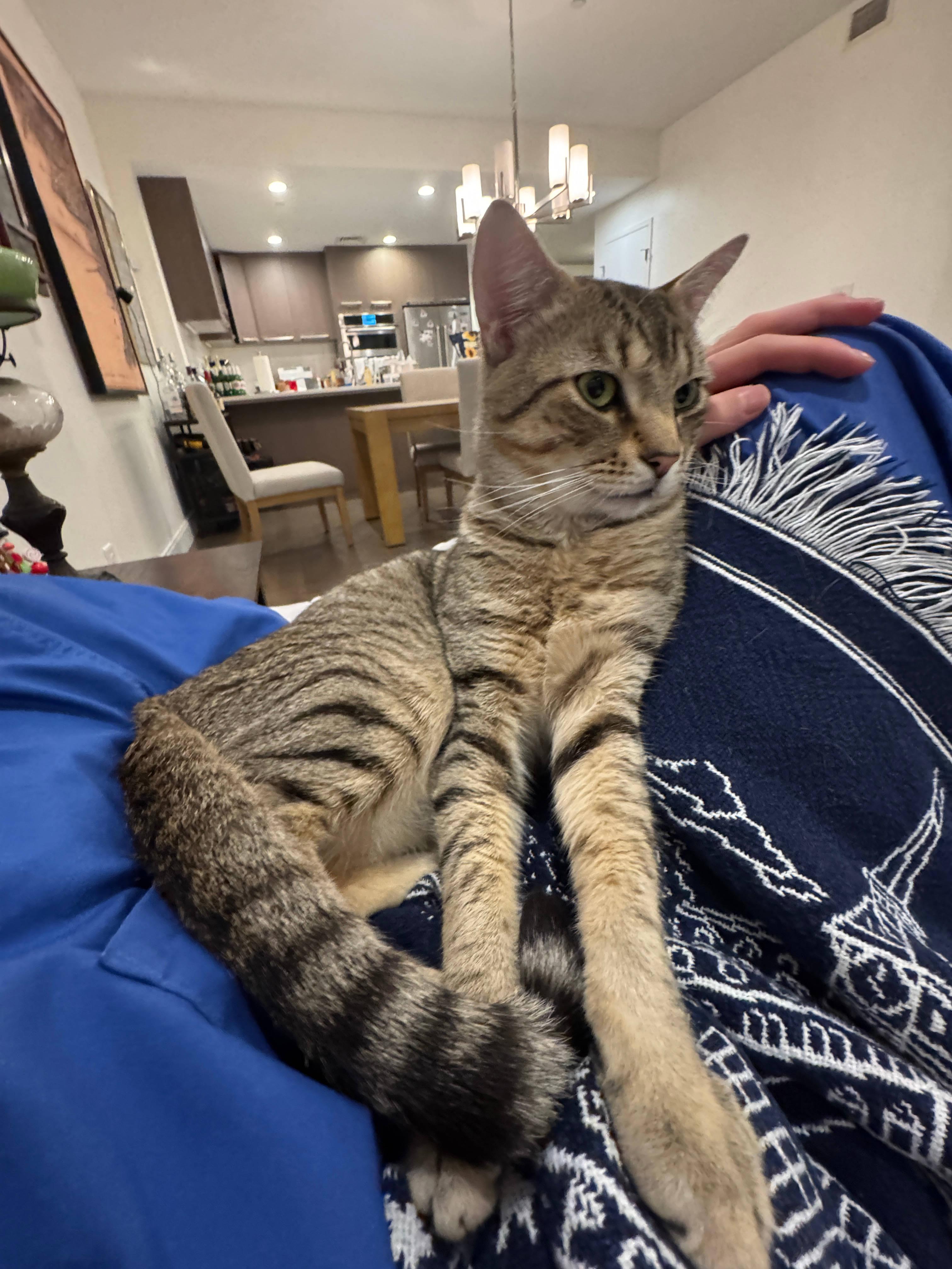 Enlarge Goofy, a ADOPTABLE Domestic Short Hair in Melrose, MA image 4/6