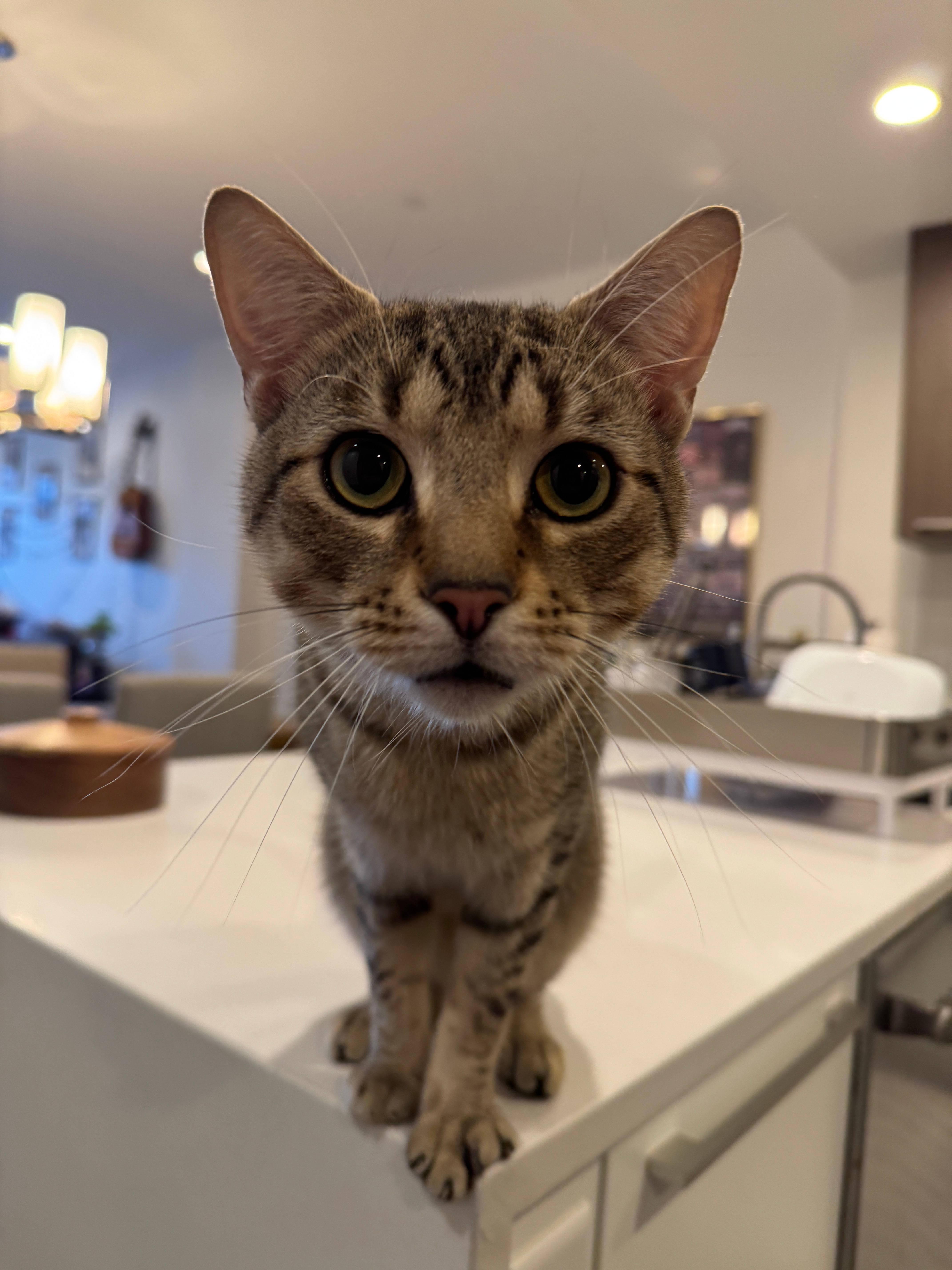 Goofy, ADOPTABLE, Young Male Domestic Short Hair.