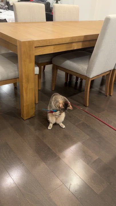 Enlarge Goofy, a ADOPTABLE Domestic Short Hair in Melrose, MA video 6/6