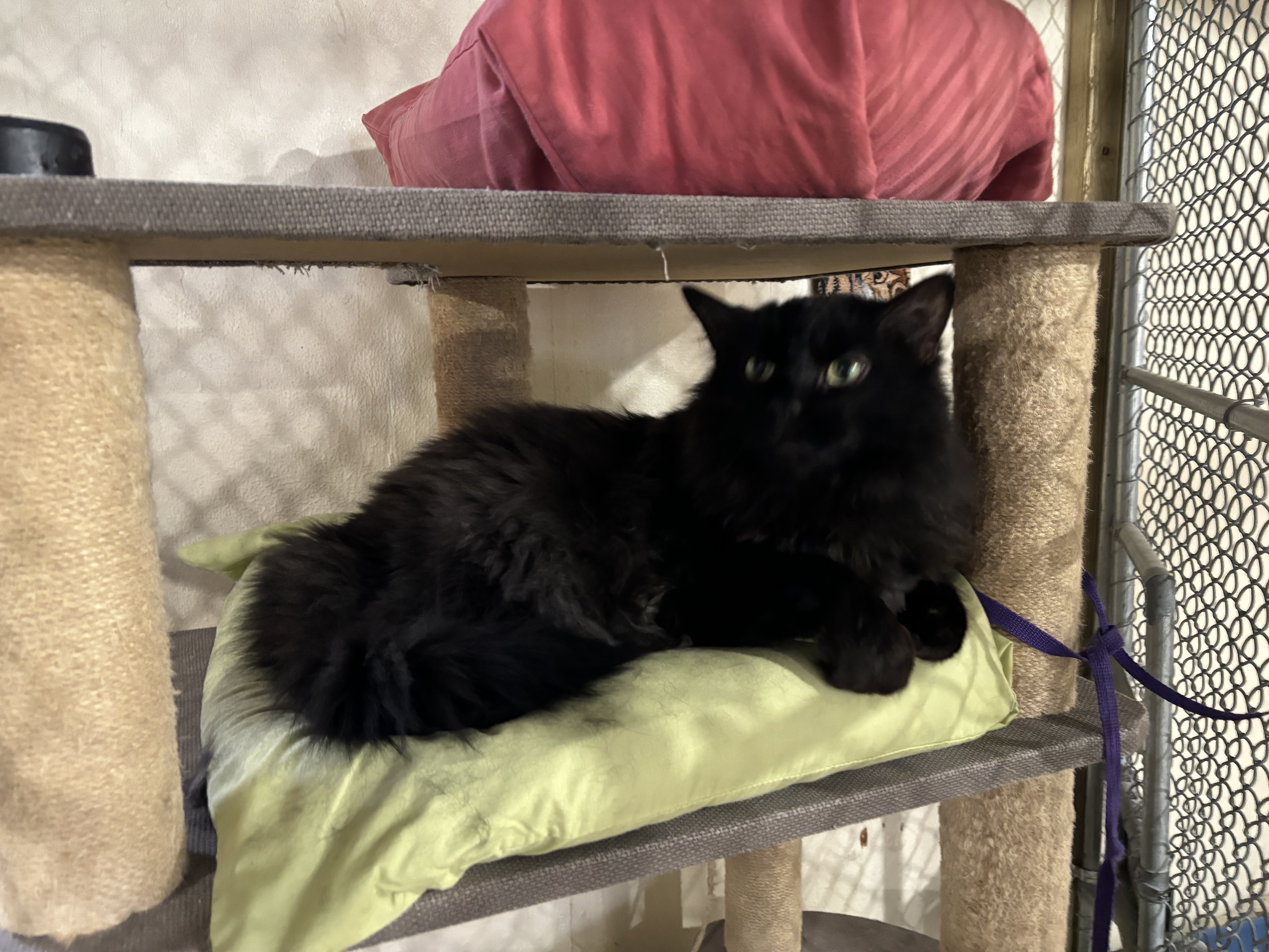 Belle, Adopted, Adult Female Miniature Pinscher.