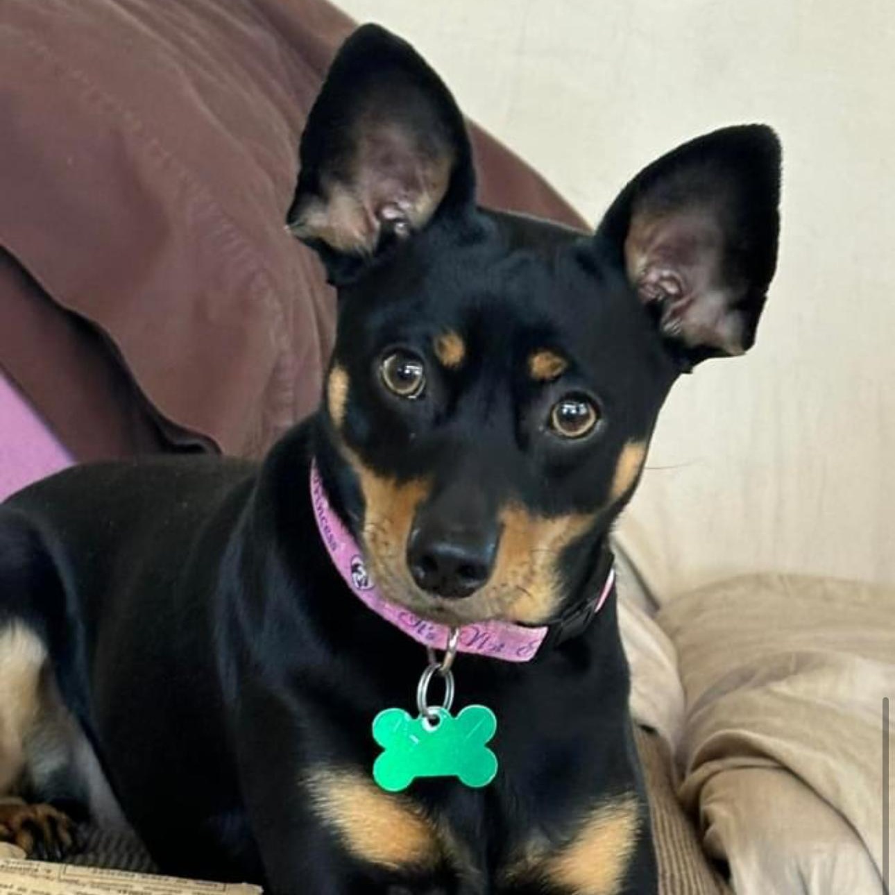 Enlarge Belle, a Adopted Miniature Pinscher in Reinbeck, IA image 1/5