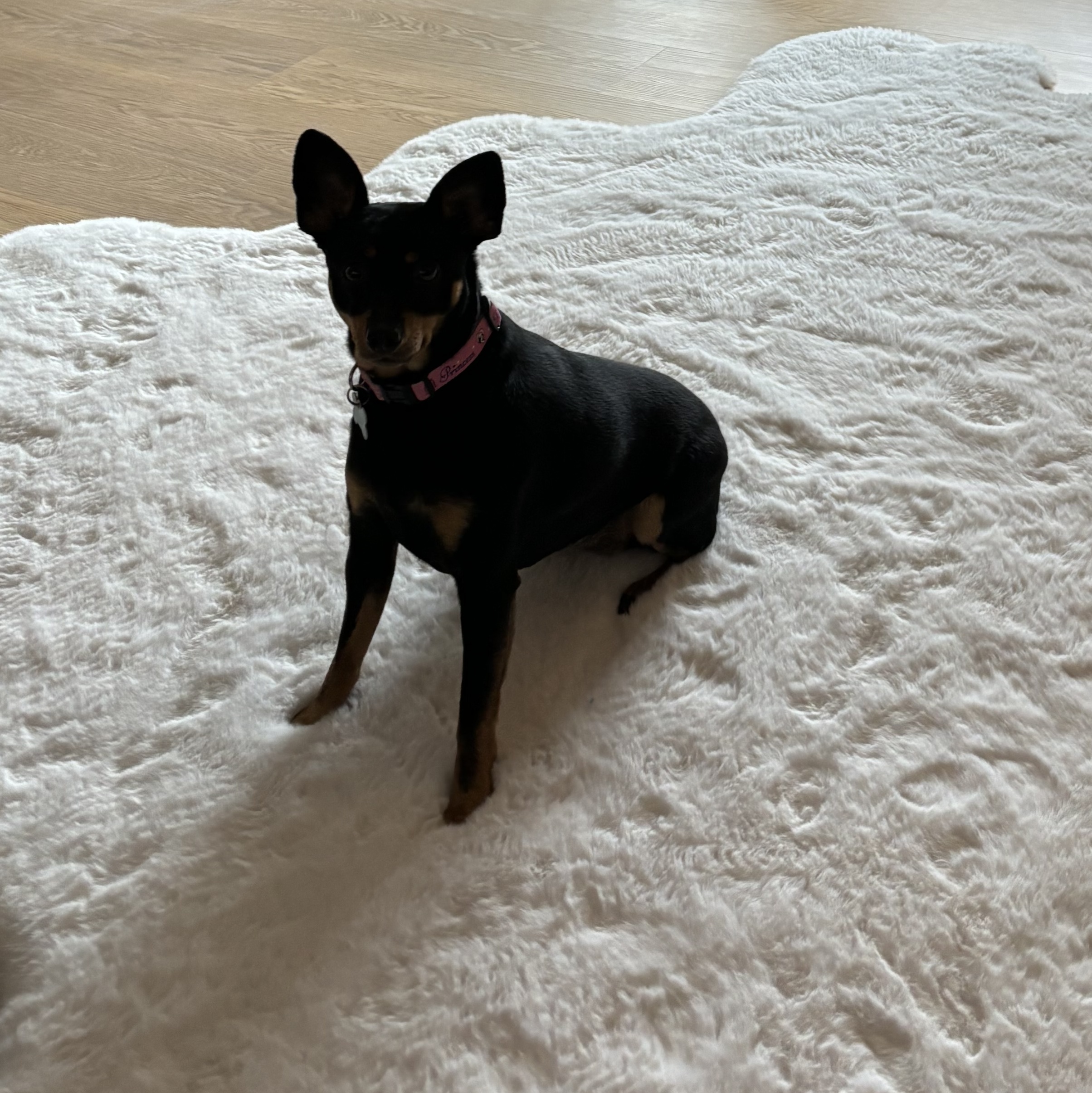 Enlarge Belle, a Adopted Miniature Pinscher in Reinbeck, IA image 3/5